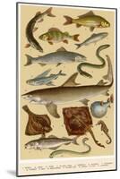 A Selection of Fish-null-Mounted Art Print