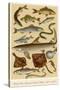 A Selection of Fish-null-Stretched Canvas