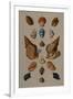 A Selection of Seashells, 1758-Henry Thomas Alken-Framed Giclee Print