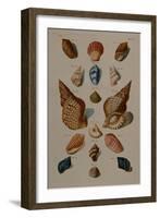 A Selection of Seashells, 1758-Henry Thomas Alken-Framed Giclee Print