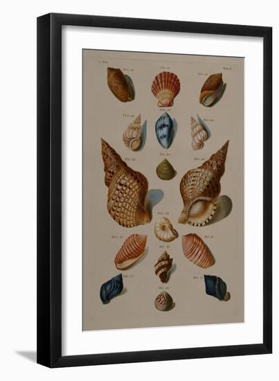 A Selection of Seashells, 1758-Henry Thomas Alken-Framed Giclee Print