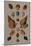 A Selection of Seashells, 1758-Henry Thomas Alken-Mounted Giclee Print