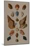 A Selection of Seashells, 1758-Henry Thomas Alken-Mounted Giclee Print