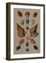 A Selection of Seashells, 1758-Henry Thomas Alken-Framed Giclee Print