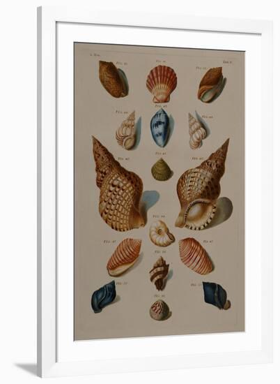 A Selection of Seashells, 1758-Henry Thomas Alken-Framed Giclee Print