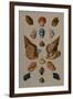 A Selection of Seashells, 1758-Henry Thomas Alken-Framed Giclee Print