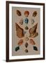 A selection of seashells. From 'Choix de Coquillages et de Crustaces'. 1758-Franz Michael Regenfus Regenfuss-Framed Giclee Print