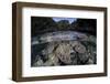 A Set of Soft Corals Grows in the Shallow Waters of Raja Ampat-Stocktrek Images-Framed Photographic Print