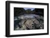 A Set of Soft Corals Grows in the Shallow Waters of Raja Ampat-Stocktrek Images-Framed Photographic Print