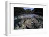 A Set of Soft Corals Grows in the Shallow Waters of Raja Ampat-Stocktrek Images-Framed Photographic Print