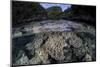 A Set of Soft Corals Grows in the Shallow Waters of Raja Ampat-Stocktrek Images-Mounted Photographic Print