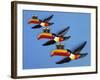 A Set of Three Carltonware Graduated Guinness Advertising Toucan Wall Hangings-null-Framed Giclee Print