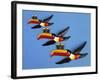 A Set of Three Carltonware Graduated Guinness Advertising Toucan Wall Hangings-null-Framed Giclee Print