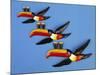 A Set of Three Carltonware Graduated Guinness Advertising Toucan Wall Hangings-null-Mounted Giclee Print