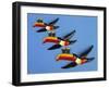 A Set of Three Carltonware Graduated Guinness Advertising Toucan Wall Hangings-null-Framed Giclee Print