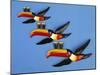 A Set of Three Carltonware Graduated Guinness Advertising Toucan Wall Hangings-null-Mounted Giclee Print