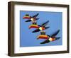 A Set of Three Carltonware Graduated Guinness Advertising Toucan Wall Hangings-null-Framed Giclee Print