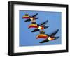 A Set of Three Carltonware Graduated Guinness Advertising Toucan Wall Hangings-null-Framed Giclee Print