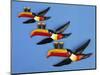 A Set of Three Carltonware Graduated Guinness Advertising Toucan Wall Hangings-null-Mounted Giclee Print