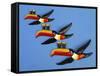 A Set of Three Carltonware Graduated Guinness Advertising Toucan Wall Hangings-null-Framed Stretched Canvas