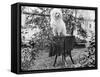 A Shaggy Looking Dog Awaits Grooming on a Table, Ca. 1910-null-Framed Stretched Canvas