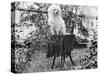 A Shaggy Looking Dog Awaits Grooming on a Table, Ca. 1910-null-Stretched Canvas