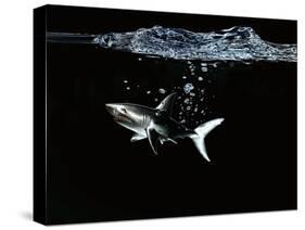 A Shark under Water-Hermann Mock-Stretched Canvas