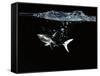 A Shark under Water-Hermann Mock-Framed Stretched Canvas