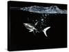 A Shark under Water-Hermann Mock-Stretched Canvas