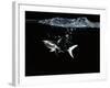 A Shark under Water-Hermann Mock-Framed Photographic Print