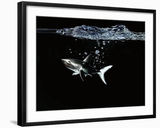 A Shark under Water-Hermann Mock-Framed Photographic Print