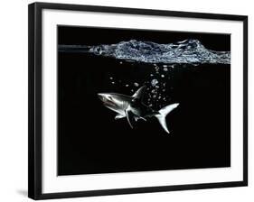 A Shark under Water-Hermann Mock-Framed Photographic Print