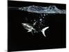 A Shark under Water-Hermann Mock-Mounted Photographic Print