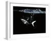 A Shark under Water-Hermann Mock-Framed Photographic Print