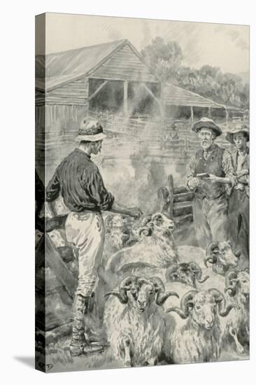 A Sheep Station on Canterbury Plains-Frank Dadd-Stretched Canvas