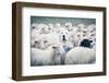 A Shepherd Dog Popping His Head up from a Sheep Flock. Disguise, Uniqueness And/Or Lost in the Crow-ANADMAN BVBA-Framed Photographic Print