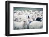 A Shepherd Dog Popping His Head up from a Sheep Flock. Disguise, Uniqueness And/Or Lost in the Crow-ANADMAN BVBA-Framed Photographic Print