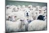 A Shepherd Dog Popping His Head up from a Sheep Flock. Disguise, Uniqueness And/Or Lost in the Crow-ANADMAN BVBA-Mounted Photographic Print