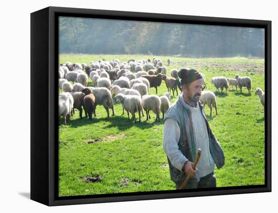 A Shepherd Stands by His Sheep in Miclosoara, Romania, October 2006-Rupert Wolfe-murray-Framed Stretched Canvas