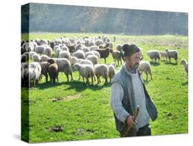 A Shepherd Stands by His Sheep in Miclosoara, Romania, October 2006-Rupert Wolfe-murray-Stretched Canvas