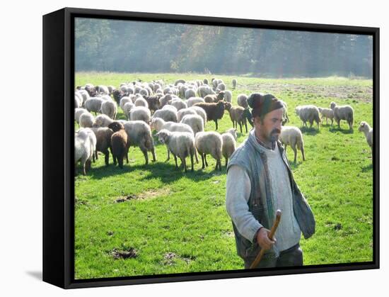 A Shepherd Stands by His Sheep in Miclosoara, Romania, October 2006-Rupert Wolfe-murray-Framed Stretched Canvas