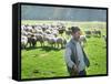 A Shepherd Stands by His Sheep in Miclosoara, Romania, October 2006-Rupert Wolfe-murray-Framed Stretched Canvas