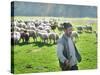 A Shepherd Stands by His Sheep in Miclosoara, Romania, October 2006-Rupert Wolfe-murray-Stretched Canvas