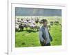 A Shepherd Stands by His Sheep in Miclosoara, Romania, October 2006-Rupert Wolfe-murray-Framed Photographic Print