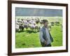 A Shepherd Stands by His Sheep in Miclosoara, Romania, October 2006-Rupert Wolfe-murray-Framed Photographic Print