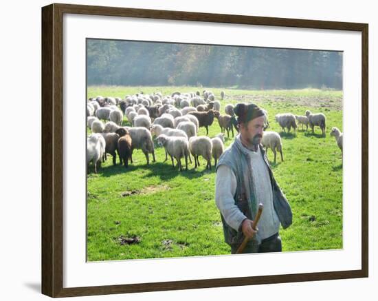 A Shepherd Stands by His Sheep in Miclosoara, Romania, October 2006-Rupert Wolfe-murray-Framed Photographic Print