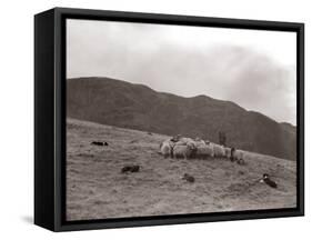 A Shepherd with His Border Collie Sheep Dogs Checks His Flock Somewhere on the Cumbrian Hills, 1935-null-Framed Stretched Canvas