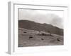 A Shepherd with His Border Collie Sheep Dogs Checks His Flock Somewhere on the Cumbrian Hills, 1935-null-Framed Photographic Print