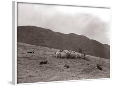 1935 cumbrian collie shepherd border essential