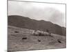 A Shepherd with His Border Collie Sheep Dogs Checks His Flock Somewhere on the Cumbrian Hills, 1935-null-Mounted Photographic Print